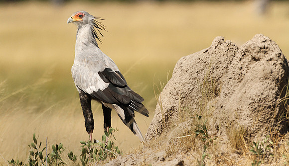 Secretarybird