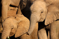 Elephant herd
