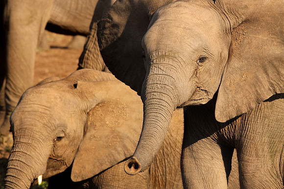 Elephant herd