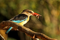 Brown-headed kingfisher dinner