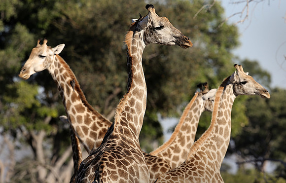 Giraffe
