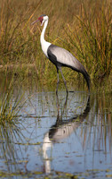 Waddled crane