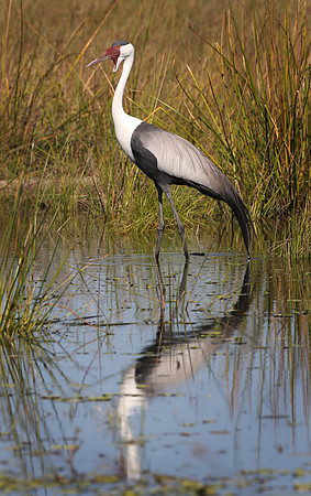 Waddled crane