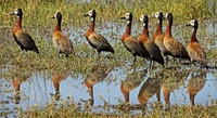 Ducks