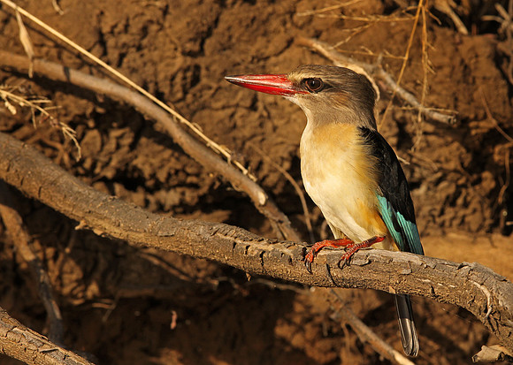 Brown-headed kingfisher