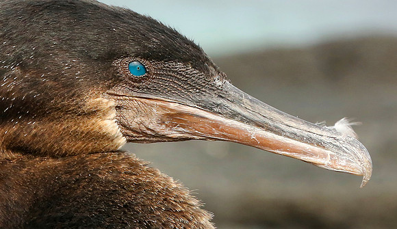Flightless cormorant