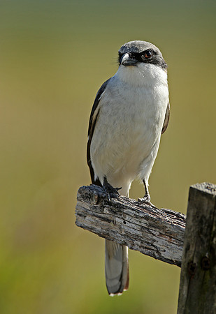 Loggerhead shrike