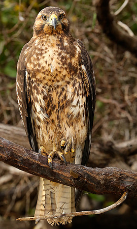 Galapagos hawk