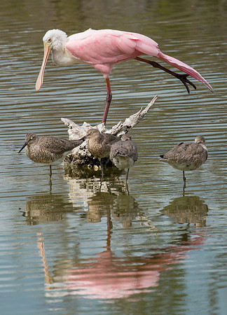 Roseatte spoonbill & friends