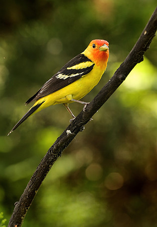 Western Tanager