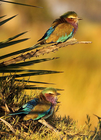 Lilac-breasted rollers