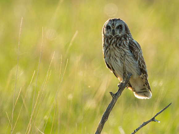 Short-eared Owl