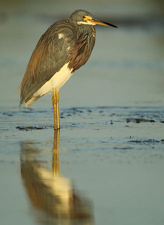 Tri-colored heron
