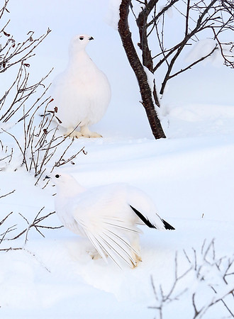 Willow ptarmigan