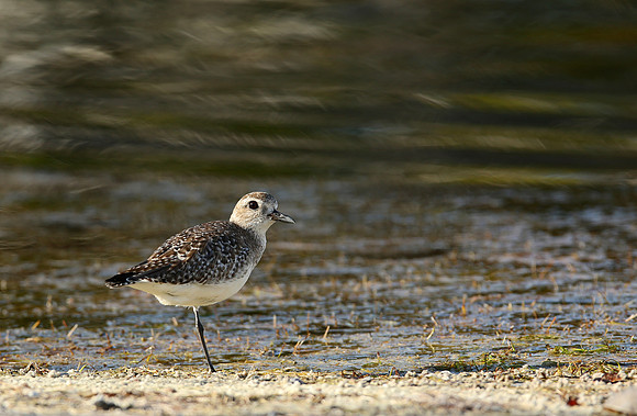 Plover