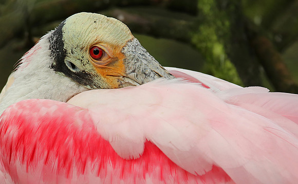 Roseatte spoonbill