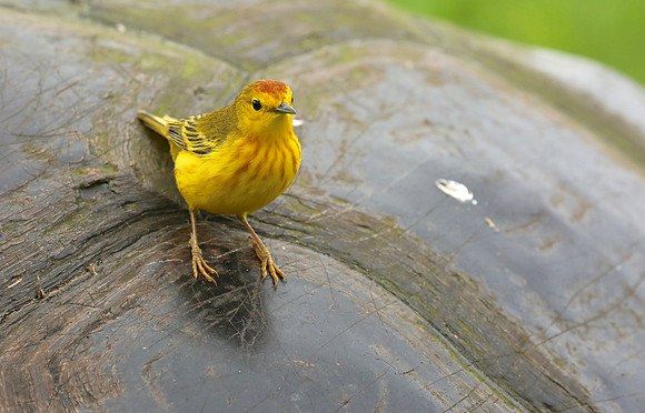 Yellow warbler