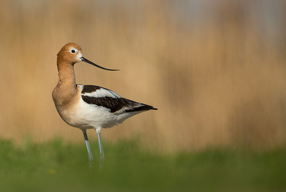 American Avocet