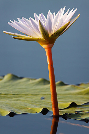 Pond Lily - Africa