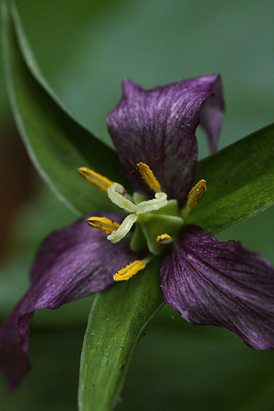 Purple Trilium