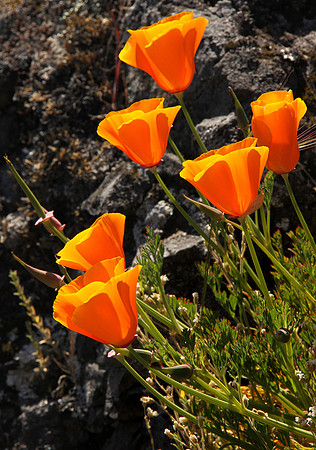 California poppies