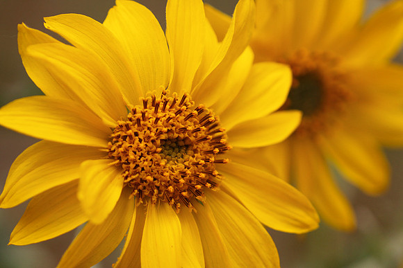 Balsamroot
