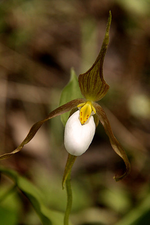 Single lady slipper orchid