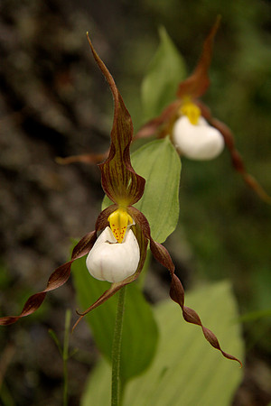 Lady Slipper orchid