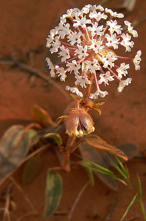 Sand Verbena