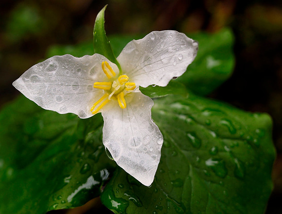 Western Trillium