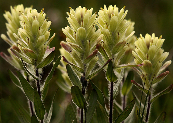 Sulpher paintbrush