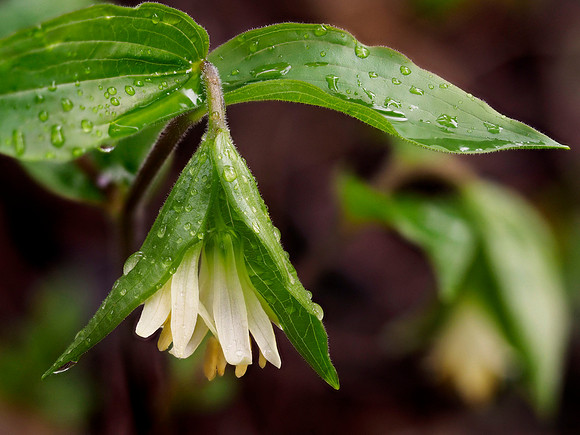 Fairybells
