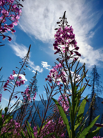Fireweed