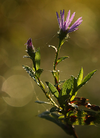 Aster glinting with morning dew