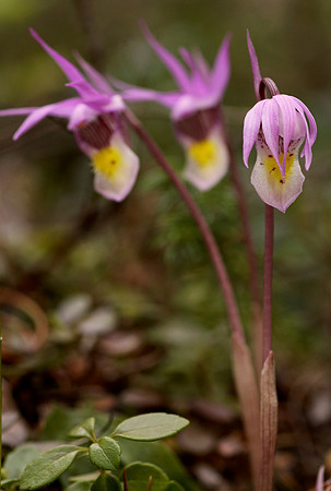Calypso orchid