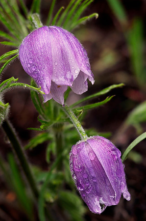 Pasque Flower