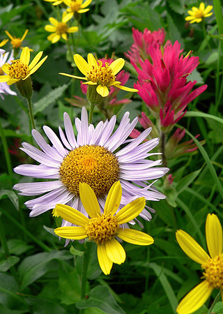 Aster and others