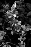 Buffaloberry