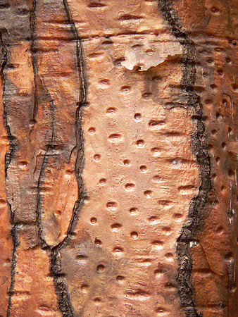 Galapagos tree bark