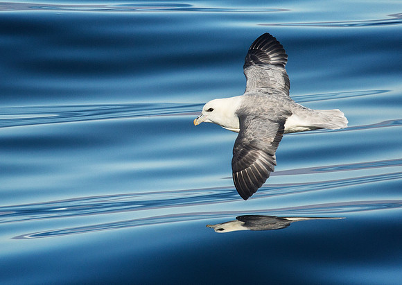 Northern fulmar